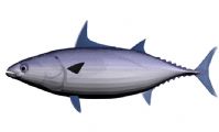 鲣鱼3D模型