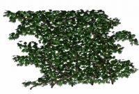 蔓藤植物3D模型