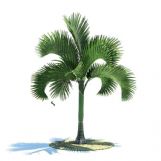 Carpoxylon macrospermum 棕榈树3D模型