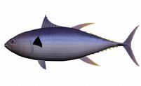 黄鳍金枪鱼3D模型