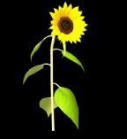 向日葵 太阳花 MAYA植物模型