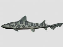 猫鲨 3D鱼类模型