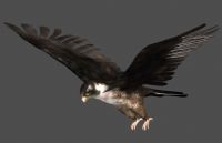 鸟,雄鹰,老鹰3D模型