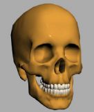 头骨3D模型