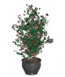 开花的植物树木盆栽3D模型