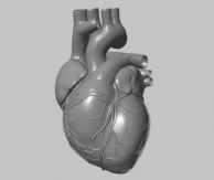 心脏maya模型(带心脏跳动动画)