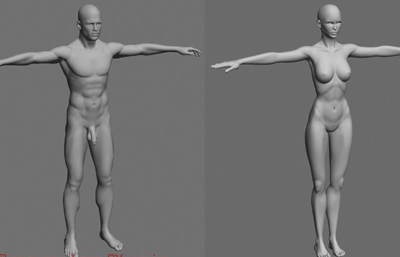 男性人体,女性人体3D模型