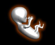 胚胎中的婴儿,宝宝3D模型