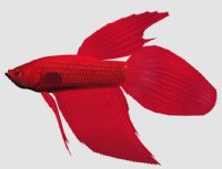 红斗鱼3D模型