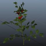 圣女果,小西红柿,maya模型