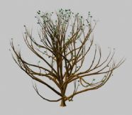 秋天的树3D模型