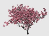 开满桃花的桃树3D模型