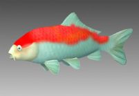 锦鲤,观赏鱼3D模型