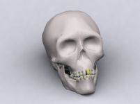 人类头骨模型3D模型