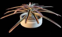 植物盆栽之睡莲3D模型