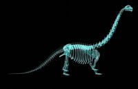 透视下的长颈龙,恐龙,骨架,maya模型