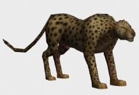 花豹,豹子,金钱豹3D模型