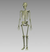 人体骨骼,骨架3D模型