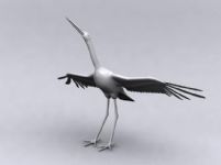鹤,白鹤,白鹳3D模型
