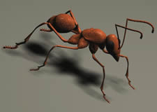 蚂蚁,3D动物模型