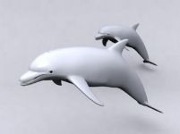 海豚3D模型