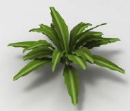一棵绿色植物的3D模型