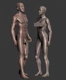 男女人体3D模型