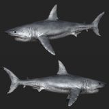 鲨鱼,大白鲨3D模型(贴图齐全)