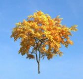金黄色树叶的树3D模型