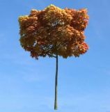 秋天的树3D模型