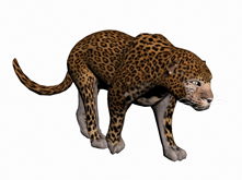 金钱豹,花豹,豹子3d模型