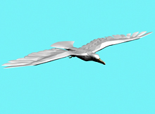 鸟,雨燕3d模型