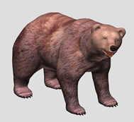 熊,灰熊,棕熊3d模型