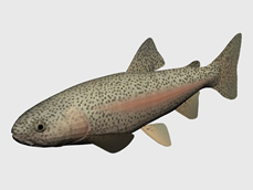 彩条鱼3d模型