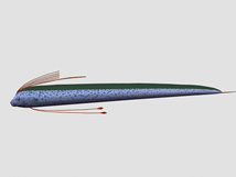 带状的鱼3d模型
