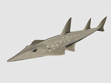 身体扁平的鱼3d模型
