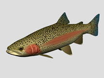 虹鳟,硬头鳟,北美鳟鱼3d模型