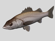 黑鲈鱼3d模型