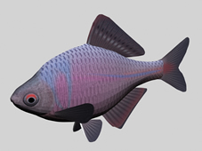 彩色鱼3d模型
