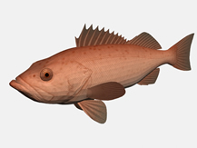 博卡鱼3d模型