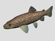 褐鲑鱼,棕鳟鱼3d模型