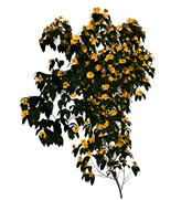 开满黄花的树,3d植物模型
