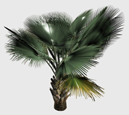 棕榈树3d模型