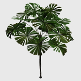 马尾棕,竹节棕,棕榈树3d模型