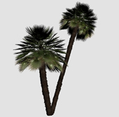小棕榈树3d模型
