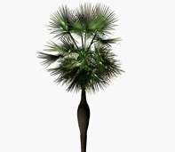 海南棕榈树3d模型