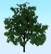 石榴树3d模型