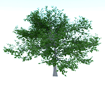 杨树3d模型