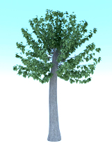 城市环保梧桐树3d模型