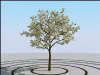 苹果树3d模型